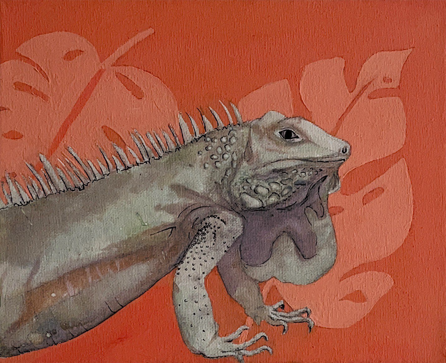 Aruba Iguana